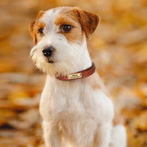 Personalized Dog Collar Genuine Leather Dog Collars Custom Pet
